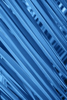 Mavi renk palmiye yaprağı arka planı.