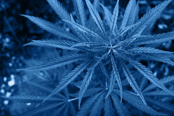 Blå färgad marijuana växt växer i trädgården. — Stockfoto