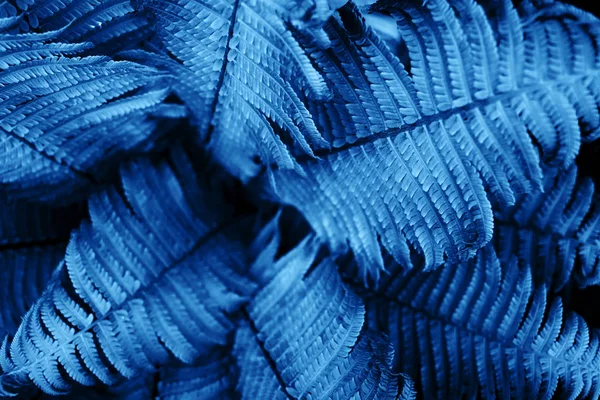 Beautiful fresh fern leaves colored in blue. 