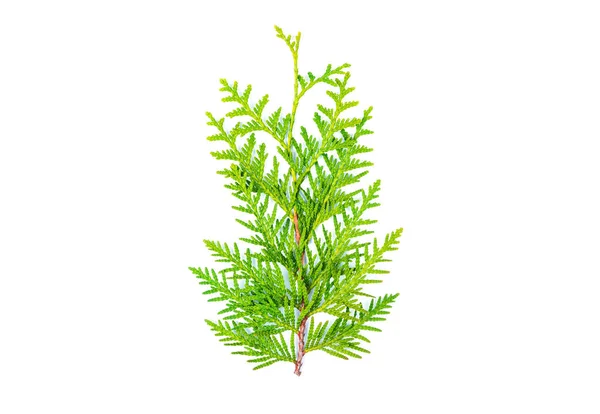 Fir thuja evergreen branch. Flat lay. — Stock Photo, Image