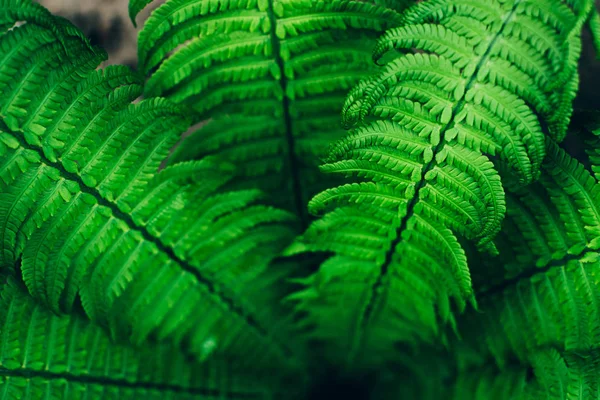 Beautiful fresh green fern leaves background.