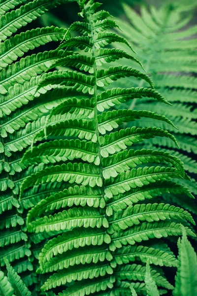 Belle verdure fraîche feuilles de fougère fond . — Photo