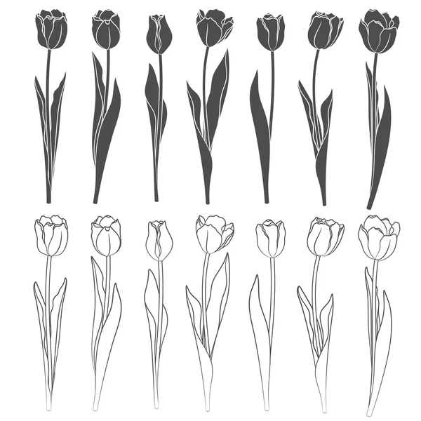 Vektor-Tulpen. Objekte auf einem weißen — Stockvektor