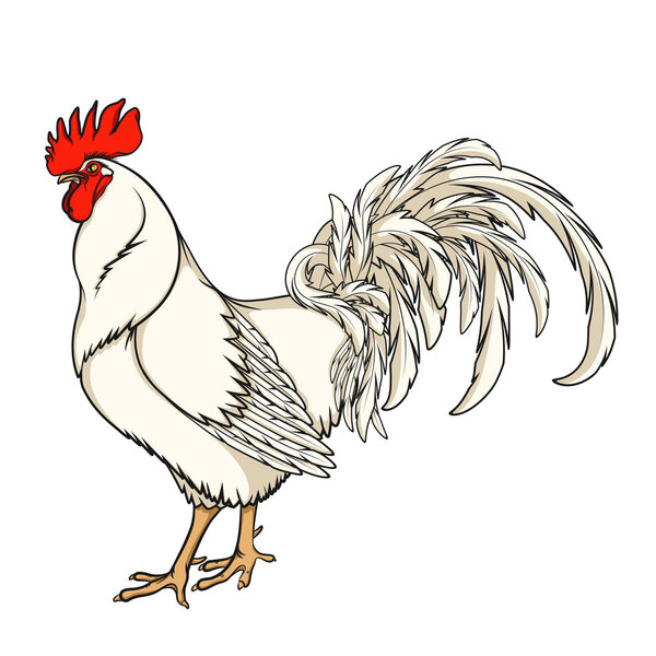 White rooster or cock. Color isolated vector illustration on white 