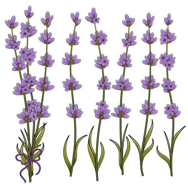 Vektorillustration von Lavendelzweigen. Objekte auf einem weißen — Stockvektor