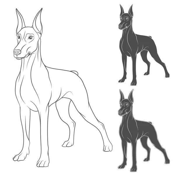 Set de ilustrații vectoriale cu Doberman. Obiecte izolate pe alb — Vector de stoc