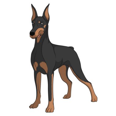Renkli vektör görüntü bir Doberman. Yalıtılmış nesne üzerinde beyaz