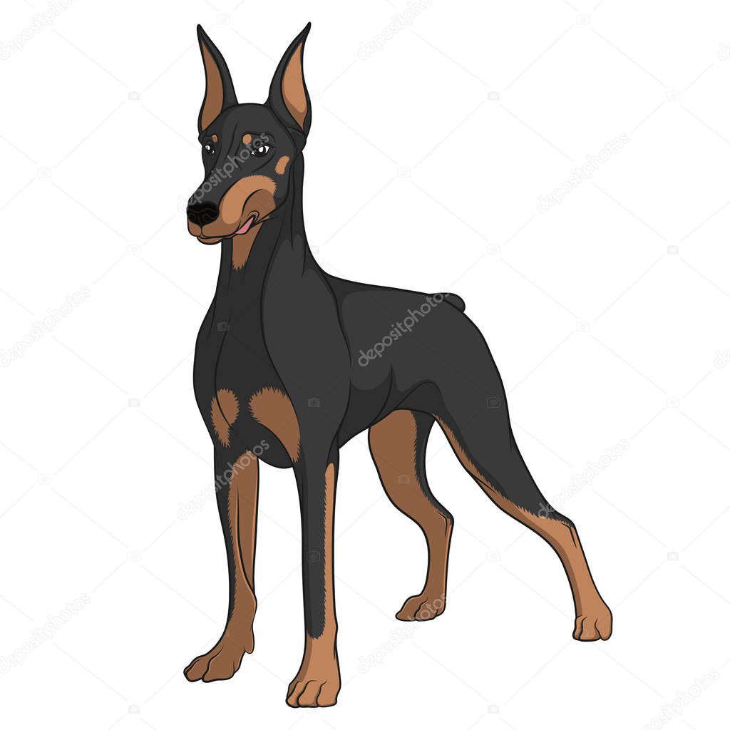 Color vector image of a Doberman. Isolated object on white