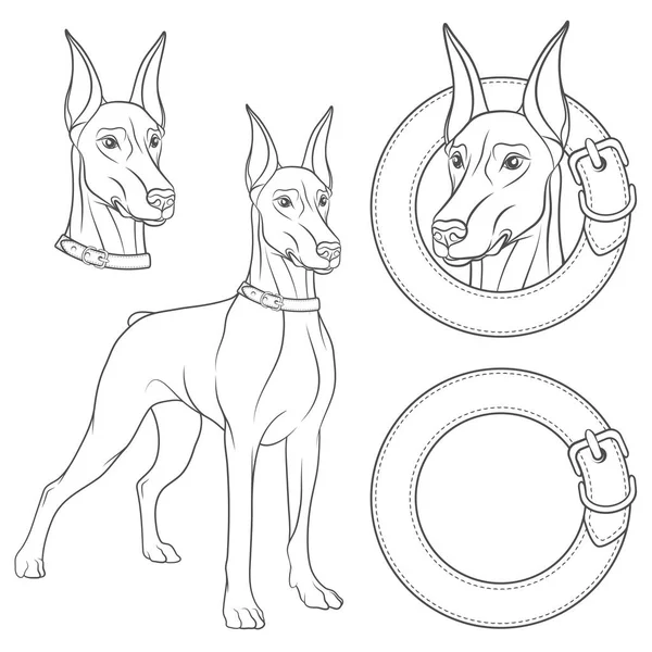 戴着项圈的杜宾犬的插图一套 — 图库矢量图片