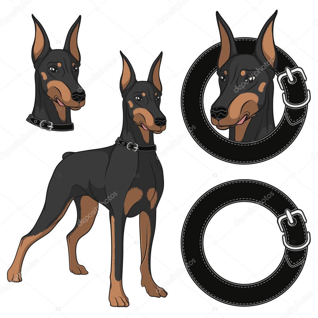 Set of Doberman colored illustrations in a collar