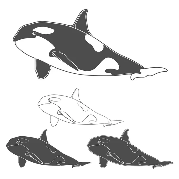 Набор черно-белых изображений китов-косаток. Изолированные векторные объекты . — стоковый вектор