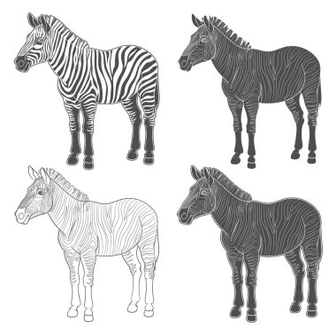 Zebra ile vektör çizimler kümesi. İzole nesneleri.