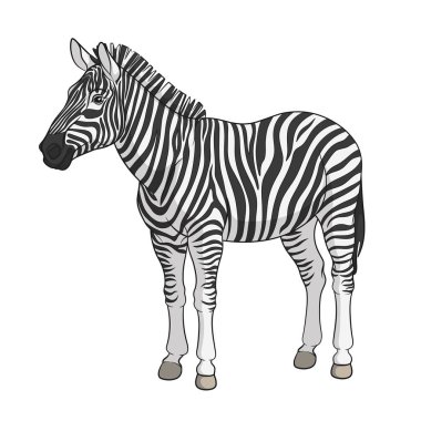 Renkli vektör görüntü bir zebra. Yalıtılmış nesne.