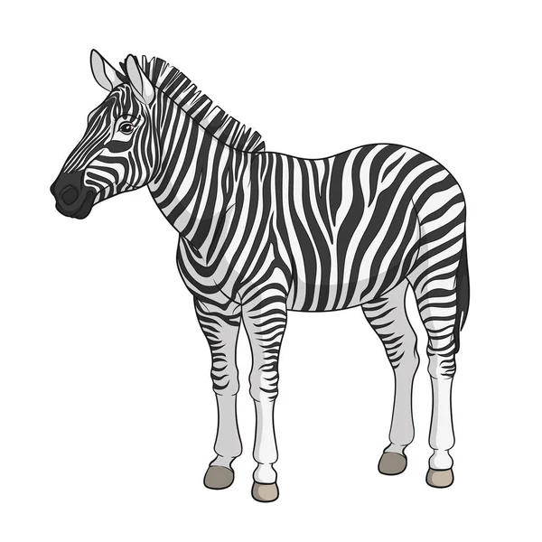 Immagine vettoriale a colori di una zebra. Oggetto isolato . — Vettoriale Stock