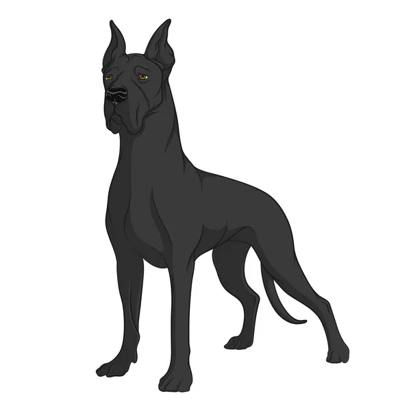 Color image of a black Great Dane. Isolated object. — Stock Vector