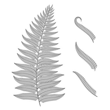 Fern yaprak siyah beyaz görüntü. İzole vektör nesneleri.