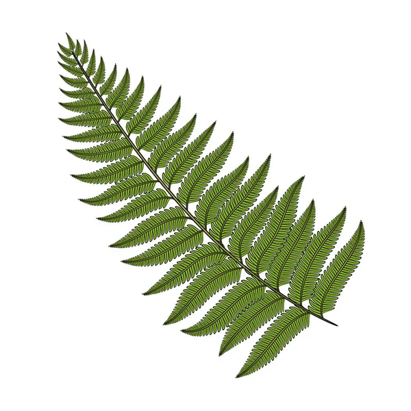 Color image fern leaf. Isolated vector object. Stock Illustration