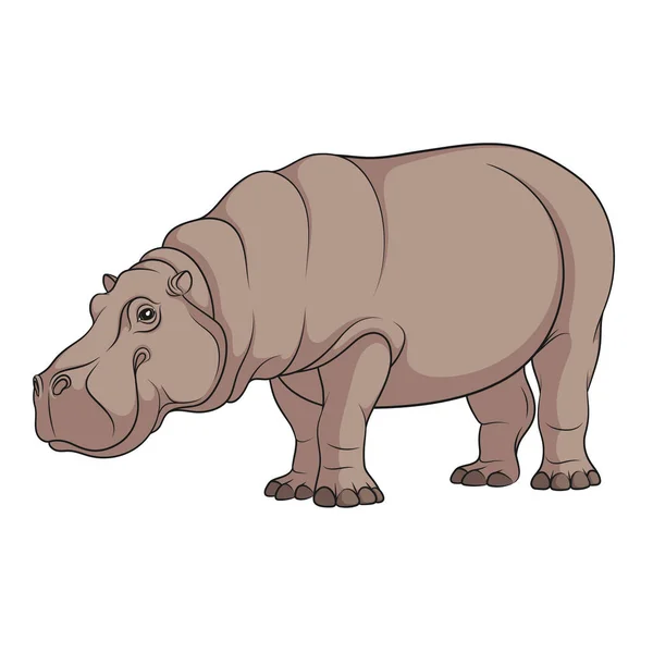 Hipopotam ilustracja kolor. Obiekt wektorowy na białym tle. — Wektor stockowy