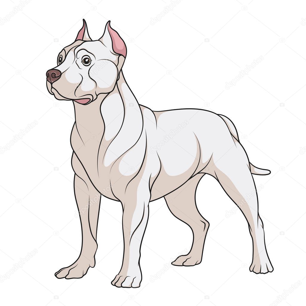Color illustration of a pit bull dog. Isolated vector object.