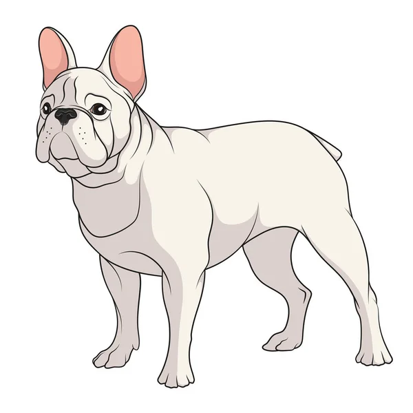 Illustrazione a colori di un Bulldog francese. Oggetto vettoriale isolato . — Vettoriale Stock