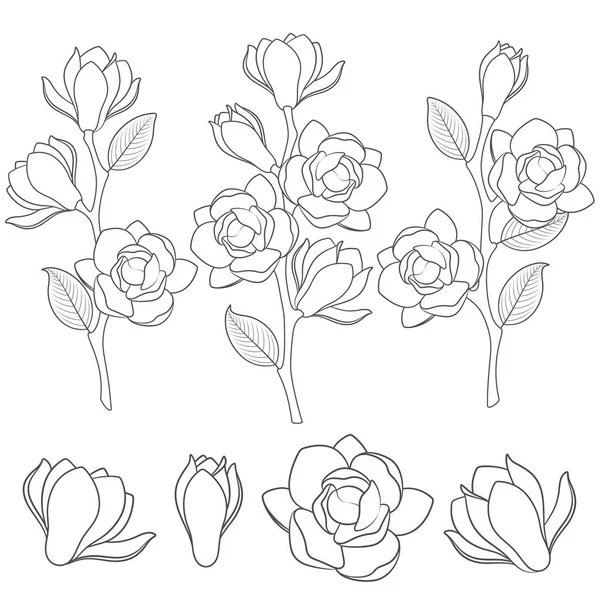Uppsättning Svartvita Illustrationer Med Blommande Magnolia Grenar Isolerade Vektorobjekt Vit — Stock vektor