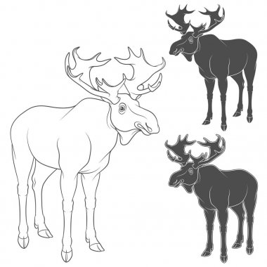 Moose, geyik ile siyah beyaz çizimler kümesi. Beyaz arka plan üzerinde izole vektör nesneleri.