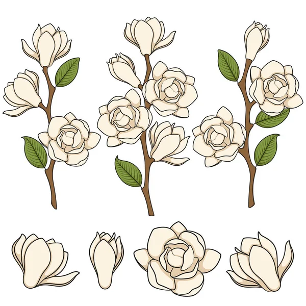 Farbige Illustration Blühender Weißer Magnolienzweige Isolierte Vektorobjekte Auf Weißem Hintergrund — Stockvektor