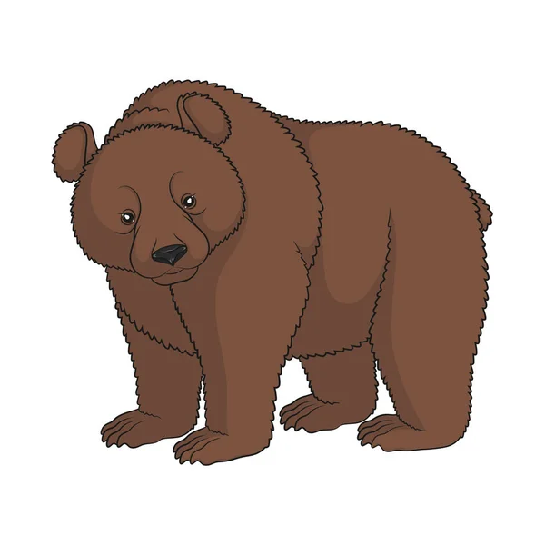 Цветное Изображение Бурого Медведя Изолированный Объект Белом Фоне — стоковый вектор