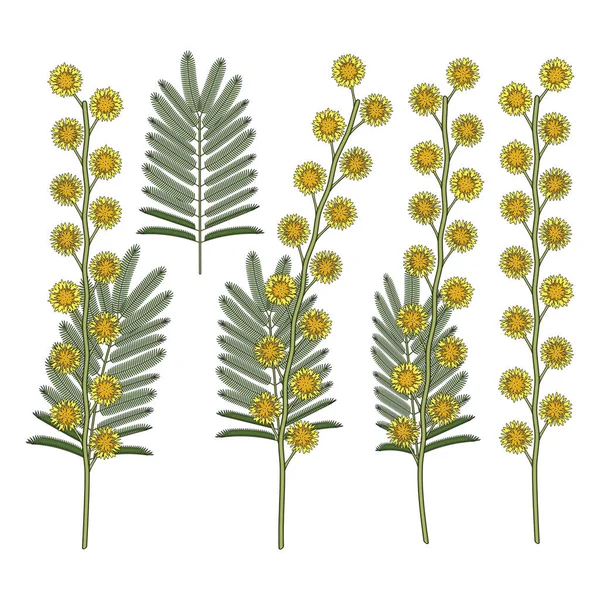 Set Van Kleurenillustraties Met Mimosa Bloemen Geïsoleerde Vectorobjecten Een Witte — Stockvector