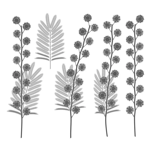 Zestaw Czarno Białych Ilustracji Kwiatami Mimozy Odizolowane Obiekty Wektorowe Białym — Wektor stockowy