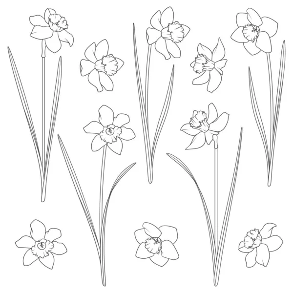 Σύνολο Ασπρόμαυρων Εικονογραφήσεων Νάρκισσο Μεμονωμένα Διανυσματικά Αντικείμενα Λευκό Φόντο — Διανυσματικό Αρχείο