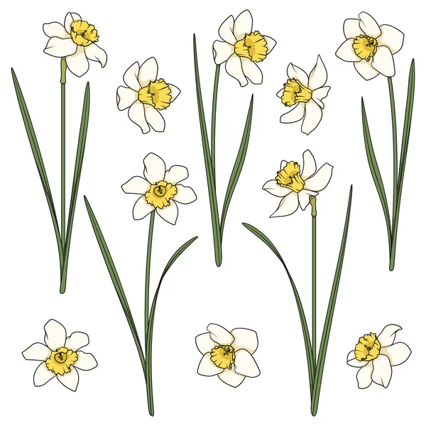 Set Van Kleurenillustraties Met Witte Narcissen Geïsoleerde Vectorobjecten Een Witte — Stockvector