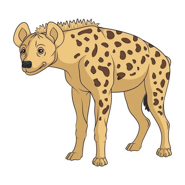 Farbabbildung Mit Afrikanisch Gefleckter Hyäne Isoliertes Vektorobjekt Auf Weißem Hintergrund — Stockvektor