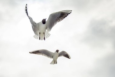 Gökyüzünde yüzen martılar güzel!