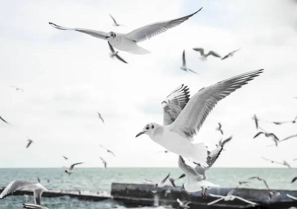 Seagulls Floating Sky Beautiful — Stock Photo, Image