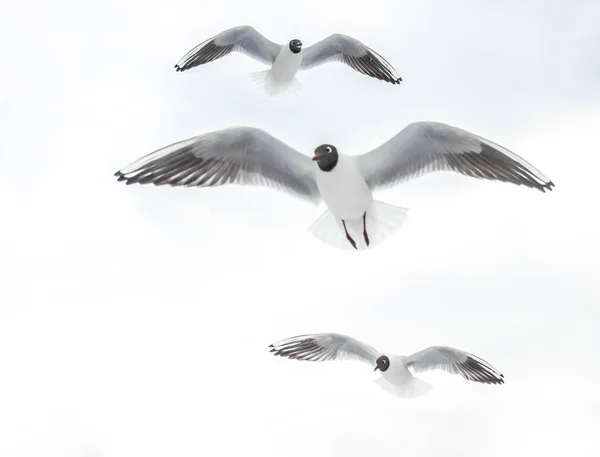 Gökyüzünde Yüzen Martılar Güzel — Stok fotoğraf