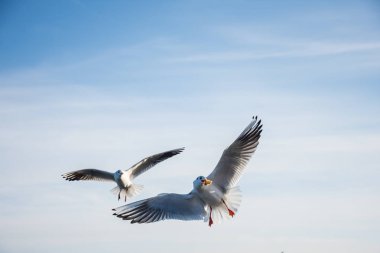 Denizüzerinde uçan martılar meleklere benziyor..