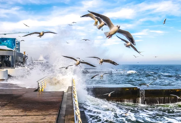 Möwen fliegen über das Meer wie Engel. — Stockfoto