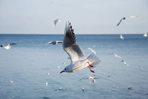 Flying seagulls over the sea look like angels. — Stock Photo, Image