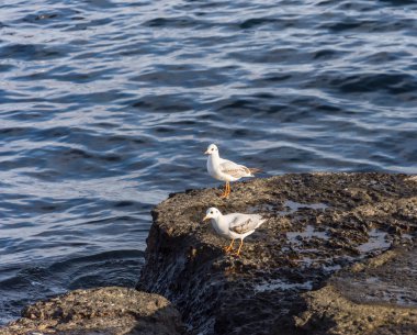 Denizüzerinde uçan martılar meleklere benziyor.. 