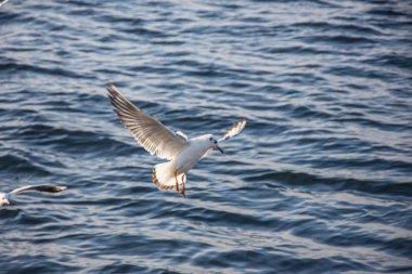 Denizüzerinde uçan martılar meleklere benziyor.. 