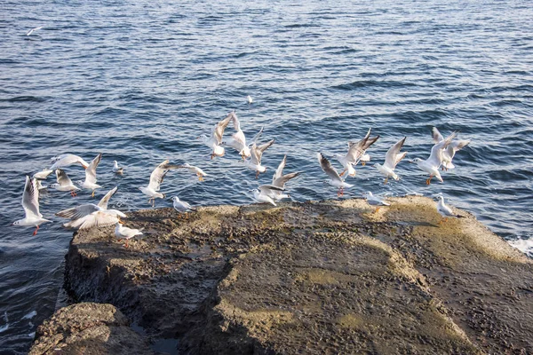 Flying seagulls over the sea look like angels. — Stock Photo, Image