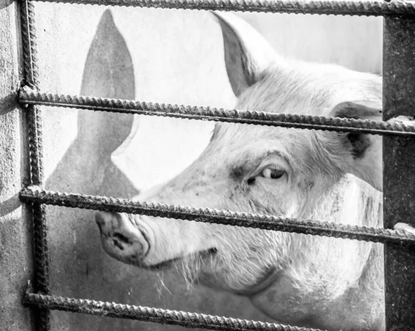Świnie na farmie w zagrodzie. — Zdjęcie stockowe