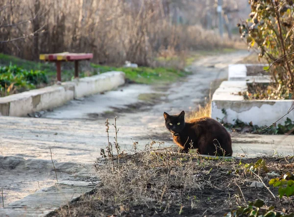 Animales en el campo — Foto de Stock