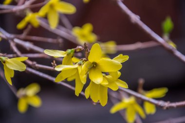 İnce dallarda sarı bahar çiçekleri. Dışarı çıkın. İnsanlar olmadan. Şaşırtıcı doğa..