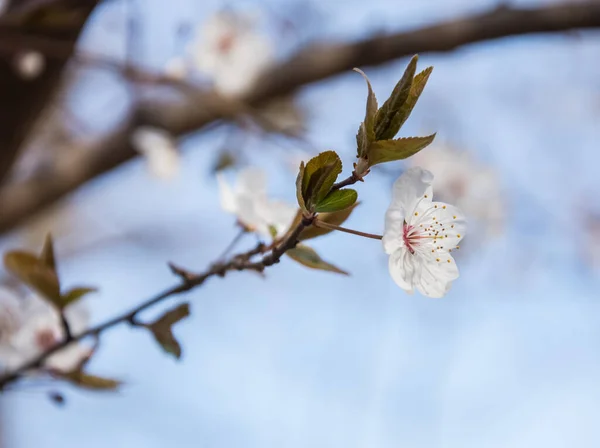 Весна Ранние Цветы Деревьях Городе Снаружи Людей Удивительная Природа — стоковое фото