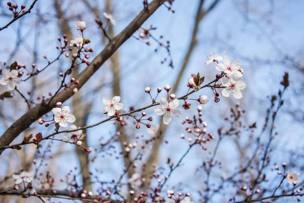 Весна Ранние Цветы Деревьях Городе Снаружи Людей Удивительная Природа — стоковое фото