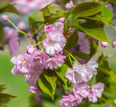 Sakura çiçekleri baharın harikalarından biridir..