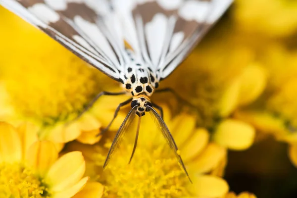 Black and white moth on yellow flowers — Stock Photo, Image