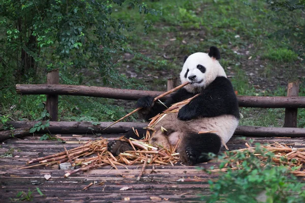 Dev panda bambu - Chengdu yeme — Stok fotoğraf